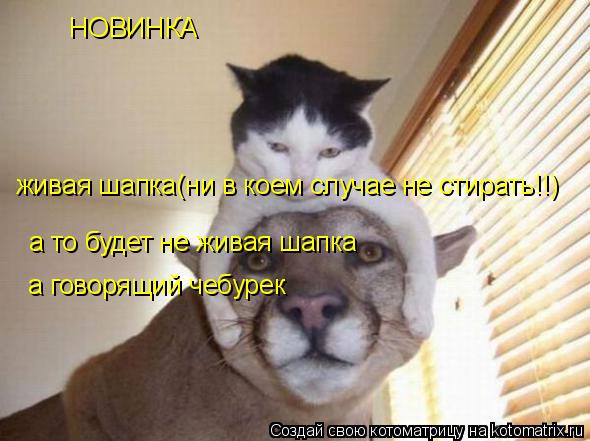 Котоматрица: НОВИНКА живая шапка(ни в коем случае не стирать!!) а то будет не живая шапка а говорящий чебурек