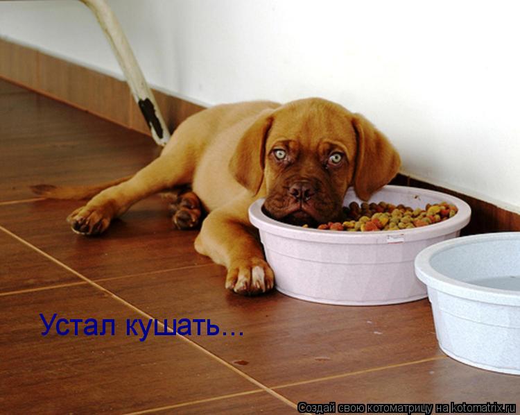 Котоматрица: Устал кушать...