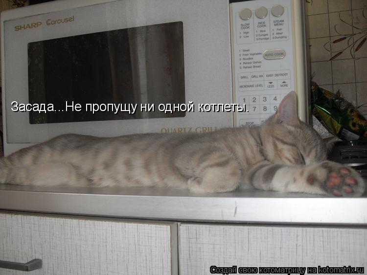 Котоматрица: Засада...Не пропущу ни одной котлеты.