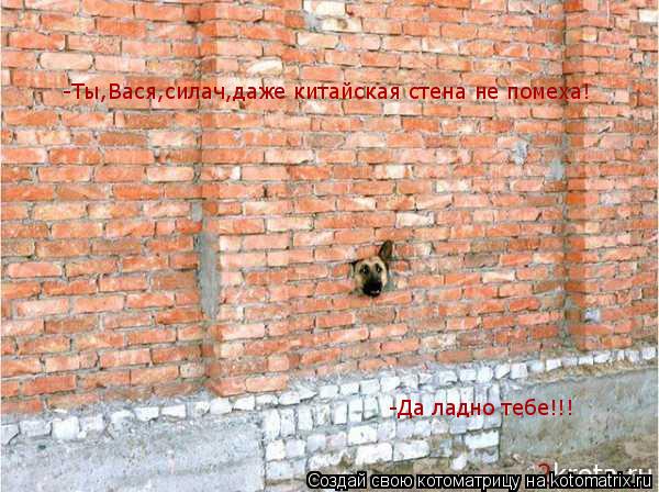 Котоматрица: -Ты,Вася,силач,даже китайская стена не помеха! -Да ладно тебе!!!