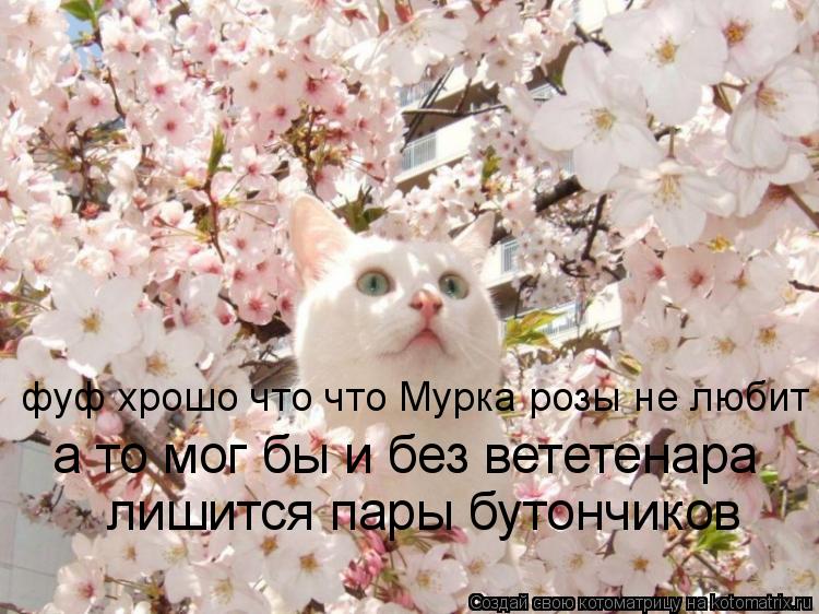 Котоматрица: фуф хрошо что что Мурка розы не любит а то мог бы и без вететенара  лишится пары бутончиков