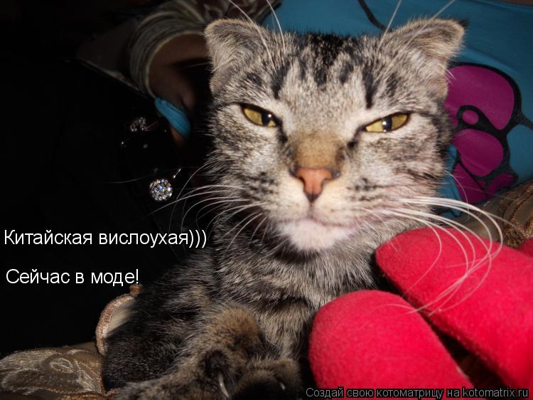 Котоматрица: Китайская вислоухая))) Сейчас в моде!