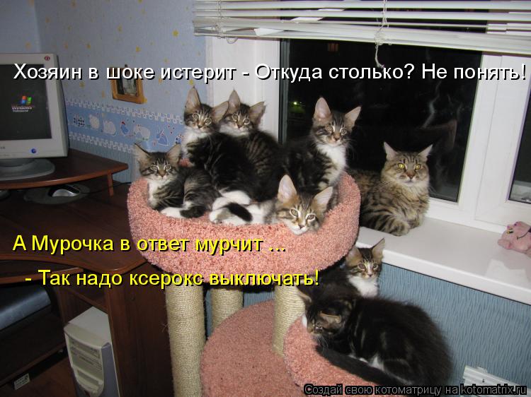 Котоматрица: Хозяин в шоке истерит - Откуда столько? Не понять! А Мурочка в ответ мурчит ... - Так надо ксерокс выключать!