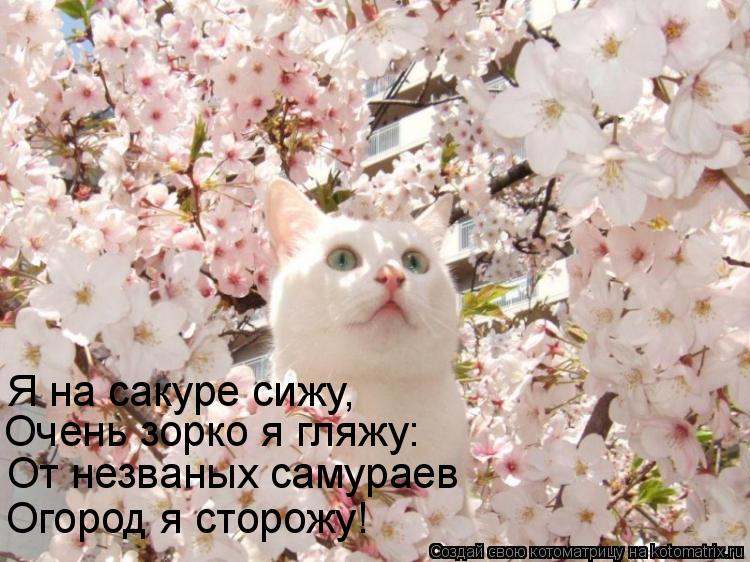 Котоматрица: От незваных самураев Огород я сторожу! Очень зорко я гляжу: Я на сакуре сижу,