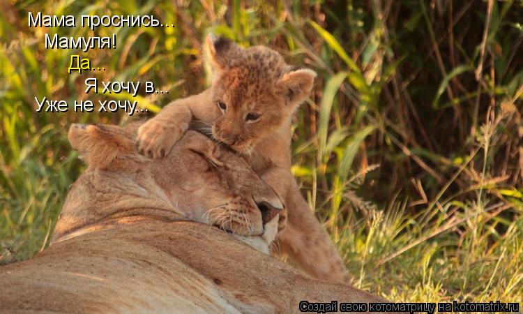 Котоматрица: Мама проснись... Мамуля! Да... Я хочу в... Уже не хочу...