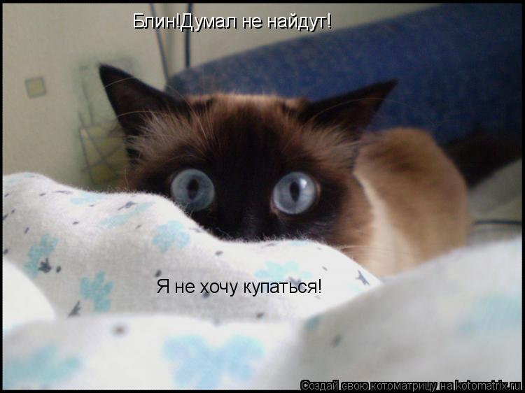 Котоматрица: Блин!Думал не найдут! Я не хочу купаться!