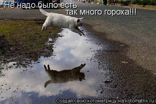 Котоматрица: Не надо было есть так много гороха!!!