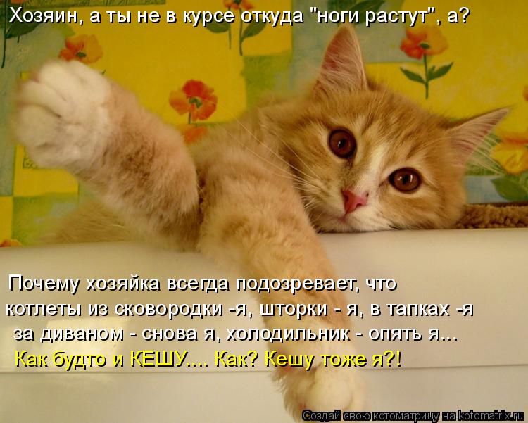 Хозяин, а ты не в курсе откуда "ноги растут", а? Почему хозяйка всегда подозревает, что котлеты из с... Котоматрица: Хозяин, а ты не в курсе откуда "ноги растут", а? Почему хозяйка всегда подозревает, что котлеты из сковородки -я, шторки - я, в тапках -я за дива