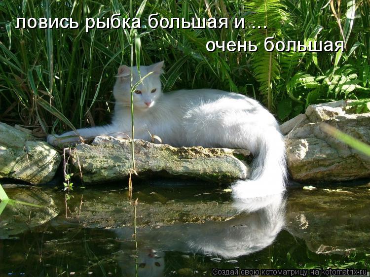 ловись рыбка большая и ... очень большая... Котоматрица: ловись рыбка большая и ... очень большая