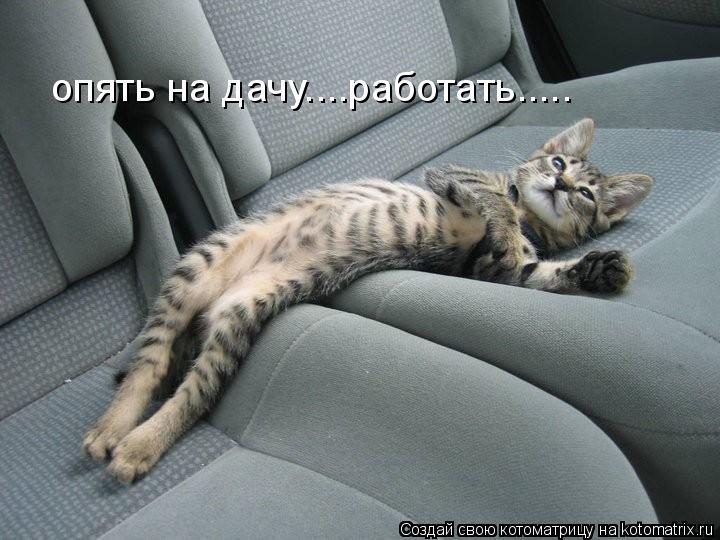 опять на дачу....работать........ Котоматрица: опять на дачу....работать.....