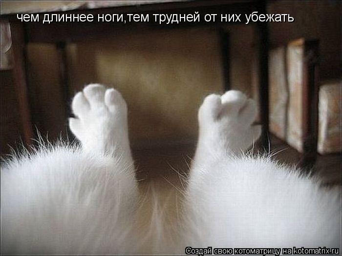 Котоматрица: чем длиннее ноги,тем трудней от них убежать