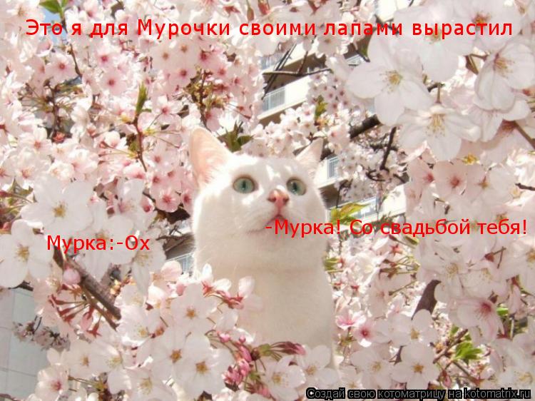 Это я для Мурочки своими лапами вырастил -Мурка! Со свадьбой тебя! Мурка:-Ох... Котоматрица: Это я для Мурочки своими лапами вырастил -Мурка! Со свадьбой тебя! Мурка:-Ох