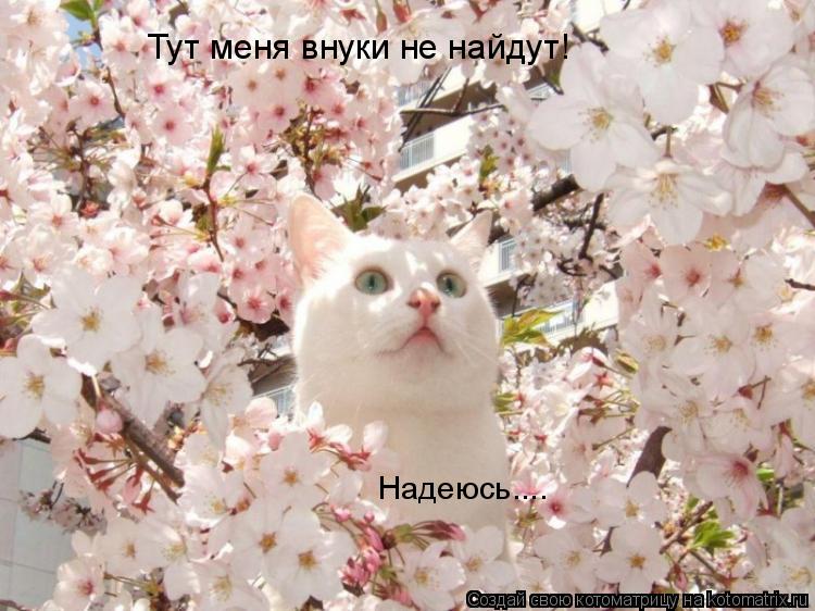 Тут меня внуки не найдут! Надеюсь....... Котоматрица: Тут меня внуки не найдут! Надеюсь....