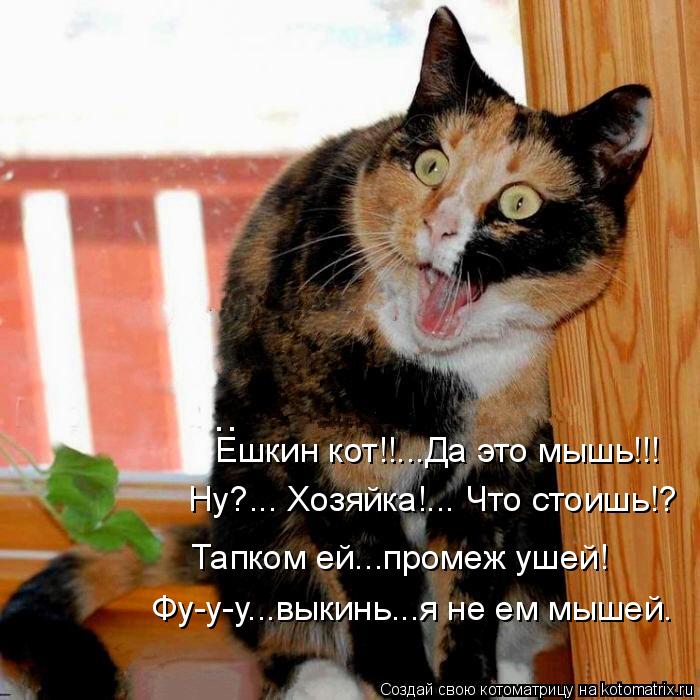 Ну?... Хозяйка!... Что стоишь!? Тапком ей...промеж ушей! Ешкин кот!!...Да это мышь!!! Фу-у-у...выкинь... Котоматрица: Ну?... Хозяйка!... Что стоишь!? Тапком ей...промеж ушей! Ешкин кот!!...Да это мышь!!! Фу-у-у...выкинь...я не ем мышей. ..