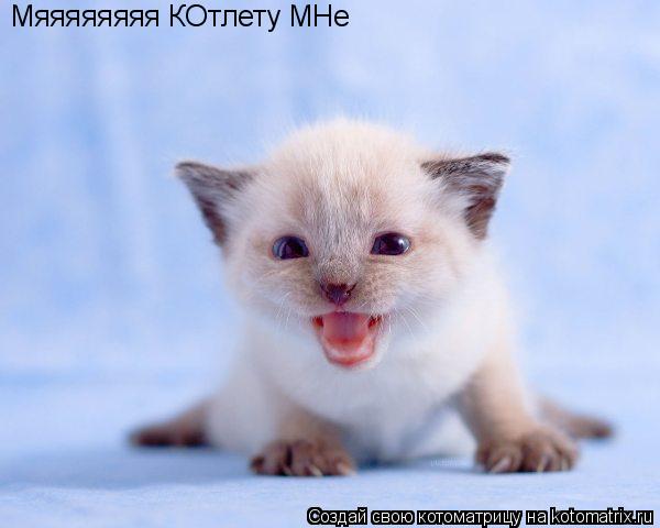 Мяяяяяяяя КОтлету МНе... Котоматрица: Мяяяяяяяя КОтлету МНе