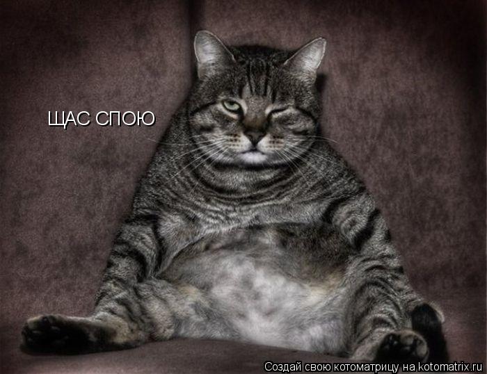 ЩАС СПОЮ... Котоматрица: ЩАС СПОЮ
