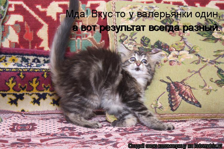 Мда! Вкус то у валерьянки один, а вот результат всегда разный. а вот результат всегда разный.... Котоматрица: Мда! Вкус то у валерьянки один, а вот результат всегда разный. а вот результат всегда разный.