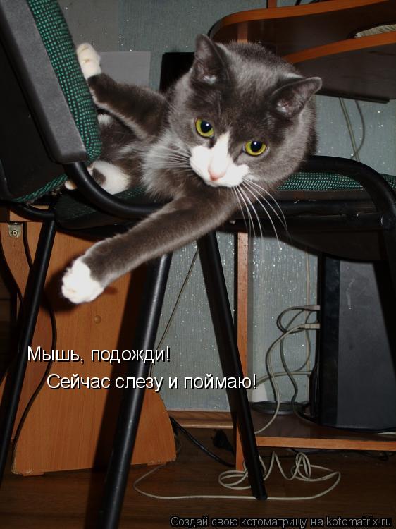 Мышь, подожди! Сейчас слезу и поймаю!... Котоматрица: Мышь, подожди! Сейчас слезу и поймаю!