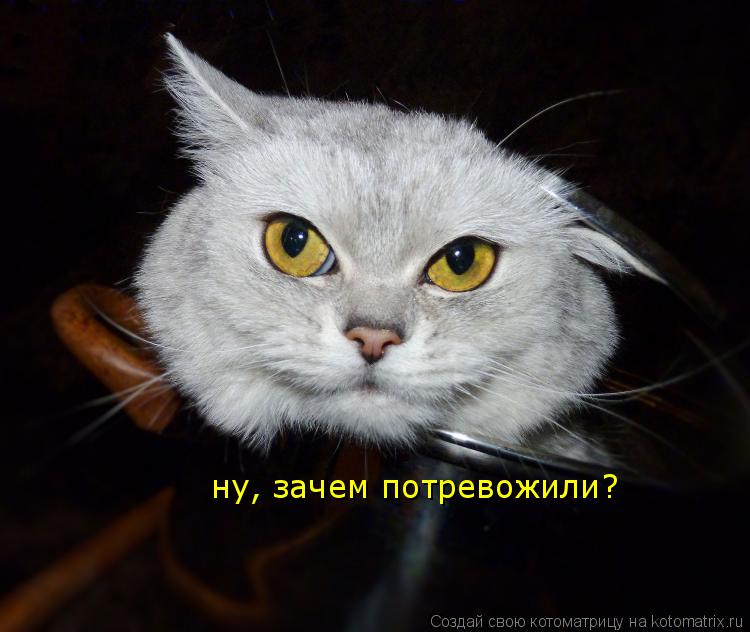 ну, зачем потревожили?... Котоматрица: ну, зачем потревожили?
