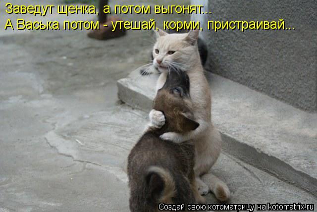 Заведут щенка, а потом выгонят... А Васька потом - утешай, корми, пристраивай...... Котоматрица: Заведут щенка, а потом выгонят... А Васька потом - утешай, корми, пристраивай...