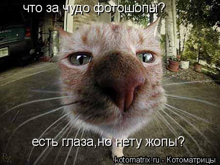 что за чудо фотошопы? есть глаза,но нету жопы?... Котоматрица: что за чудо фотошопы? есть глаза,но нету жопы?
