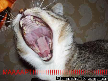 МААААРТ!!!!!!!!!!!!!!!!!!!!!!!!!!!!!!!!!!!!!!!!!!1... Котоматрица: МААААРТ!!!!!!!!!!!!!!!!!!!!!!!!!!!!!!!!!!!!!!!!!!1