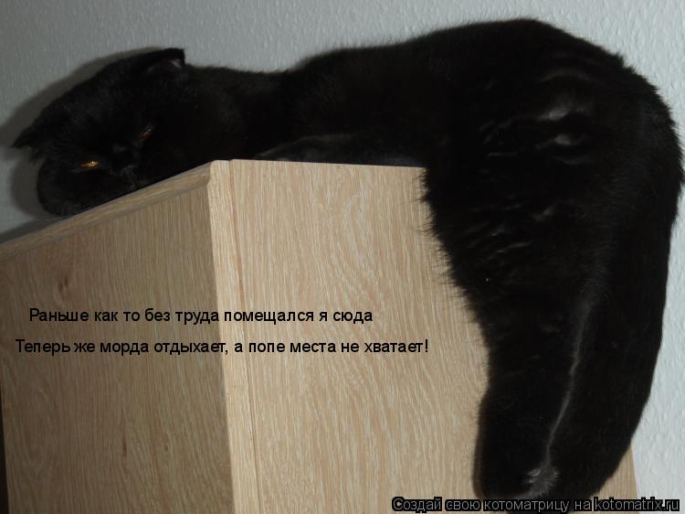 Раньше как то без труда помещался я сюда Теперь же морда отдыхает, а попе места не хватает!... Котоматрица: Раньше как то без труда помещался я сюда Теперь же морда отдыхает, а попе места не хватает!