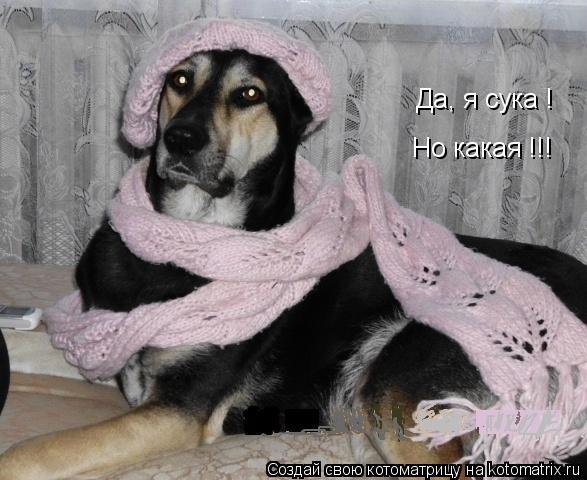 Да, я сука ! Но какая !!!... Котоматрица: Да, я сука ! Но какая !!!