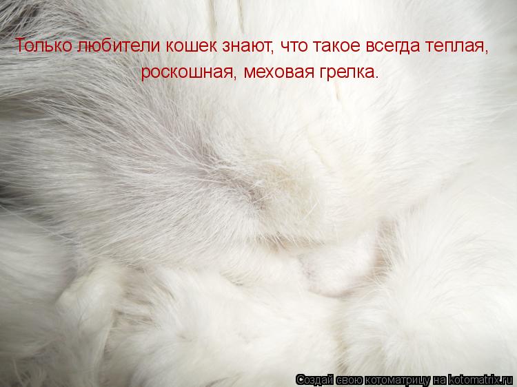 Котоматрица: Только любители кошек знают, что такое всегда теплая, роскошная, меховая грелка.