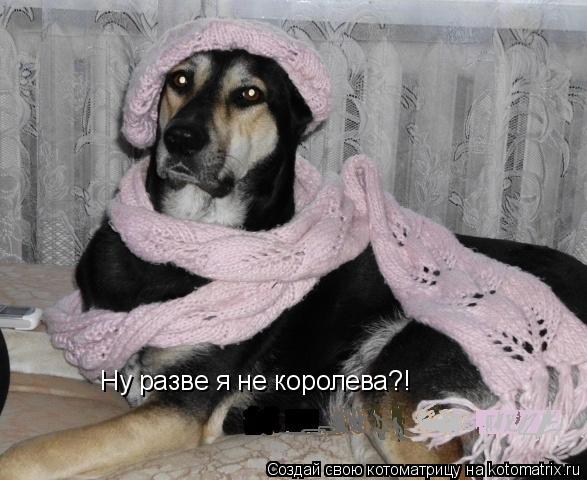 Котоматрица: Ну разве я не королева?!