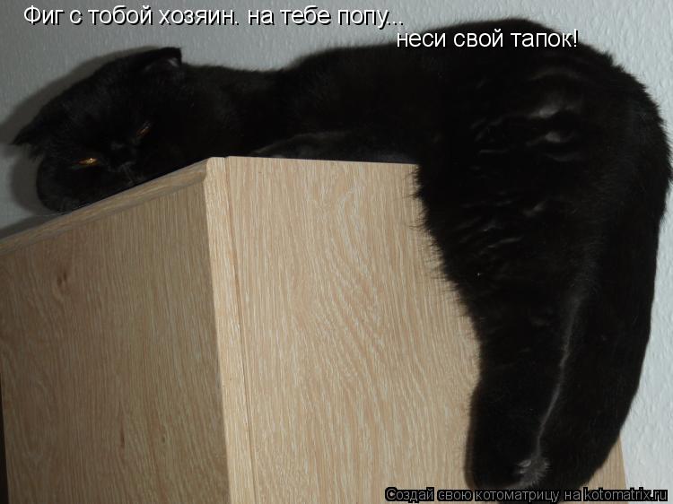 Фиг с тобой хозяин. на тебе попу... неси свой тапок!... Котоматрица: Фиг с тобой хозяин. на тебе попу... неси свой тапок!