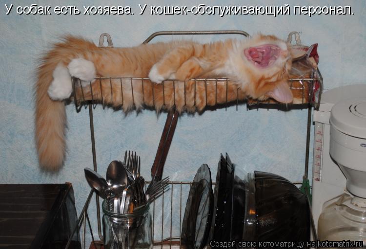 Котоматрица: У собак есть хозяева. У кошек-обслуживающий персонал.