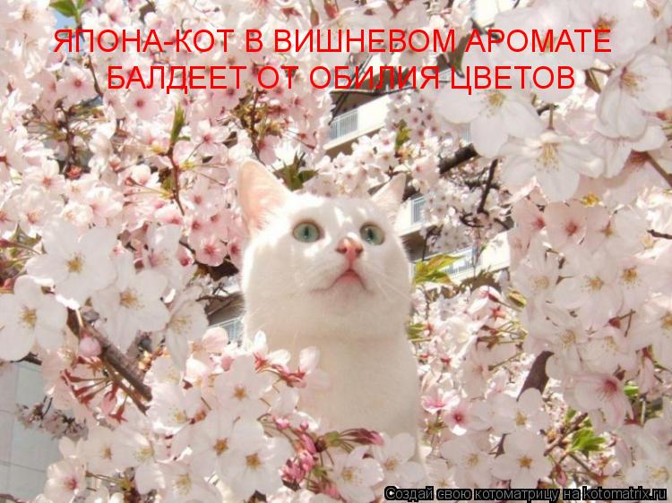 Котоматрица: ЯПОНА-КОТ В ВИШНЕВОМ АРОМАТЕ БАЛДЕЕТ ОТ ОБИЛИЯ ЦВЕТОВ