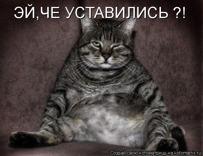 Котоматрица: ЭЙ,ЧЕ УСТАВИЛИСЬ ?!