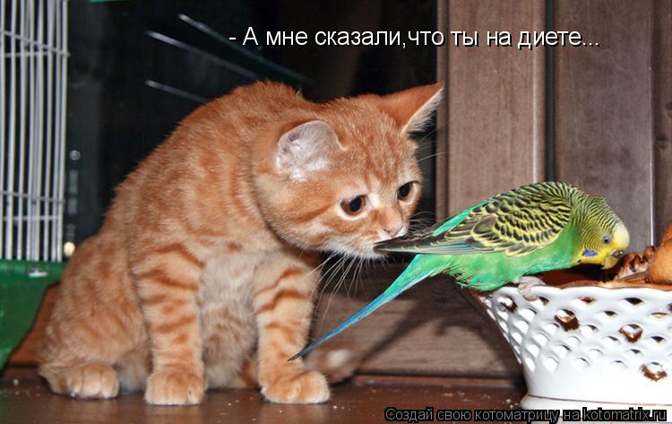 - А мне сказали,что ты на диете...... Котоматрица: - А мне сказали,что ты на диете...