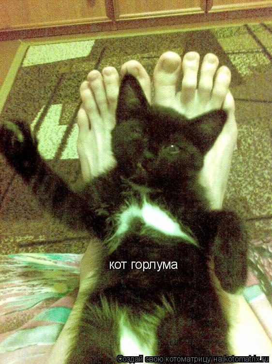 кот горлума... Котоматрица: кот горлума