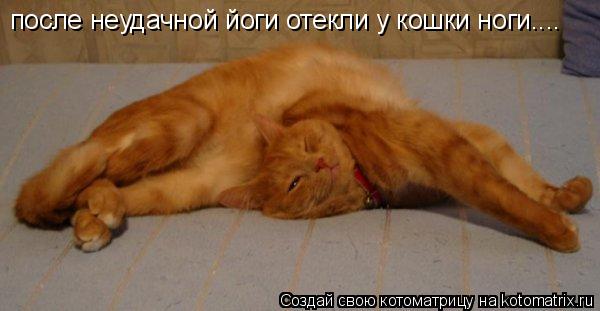 после неудачной йоги отекли у кошки ноги....... Котоматрица: после неудачной йоги отекли у кошки ноги....