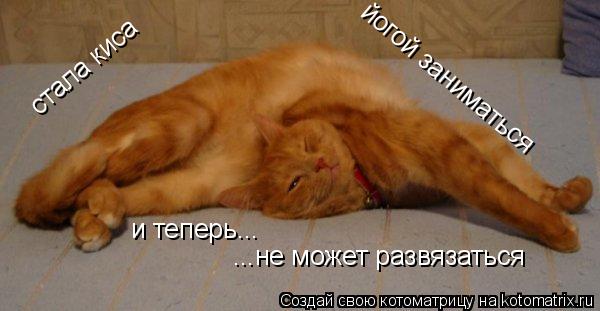 стала киса йогой заниматься и теперь... ...не может развязаться... Котоматрица: стала киса йогой заниматься и теперь... ...не может развязаться