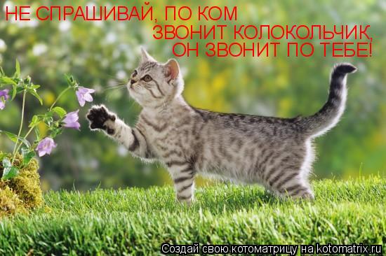 НЕ СПРАШИВАЙ, ПО КОМ ЗВОНИТ КОЛОКОЛЬЧИК, ОН ЗВОНИТ ПО ТЕБЕ!... Котоматрица: НЕ СПРАШИВАЙ, ПО КОМ ЗВОНИТ КОЛОКОЛЬЧИК, ОН ЗВОНИТ ПО ТЕБЕ!
