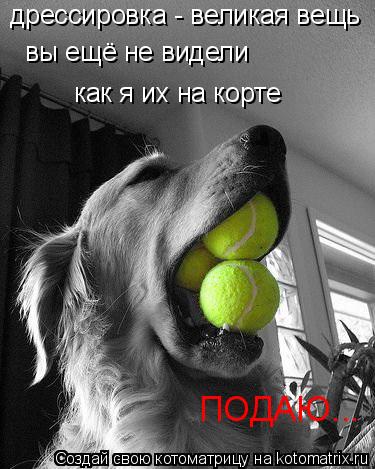 дрессировка - великая вещь вы ещё не видели как я их на корте ПОДАЮ...... Котоматрица: дрессировка - великая вещь вы ещё не видели как я их на корте ПОДАЮ...