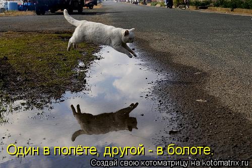 Один в полёте, другой - в болоте.... Котоматрица: Один в полёте, другой - в болоте.