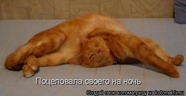 Котоматрица: Поцеловала своего на ночь