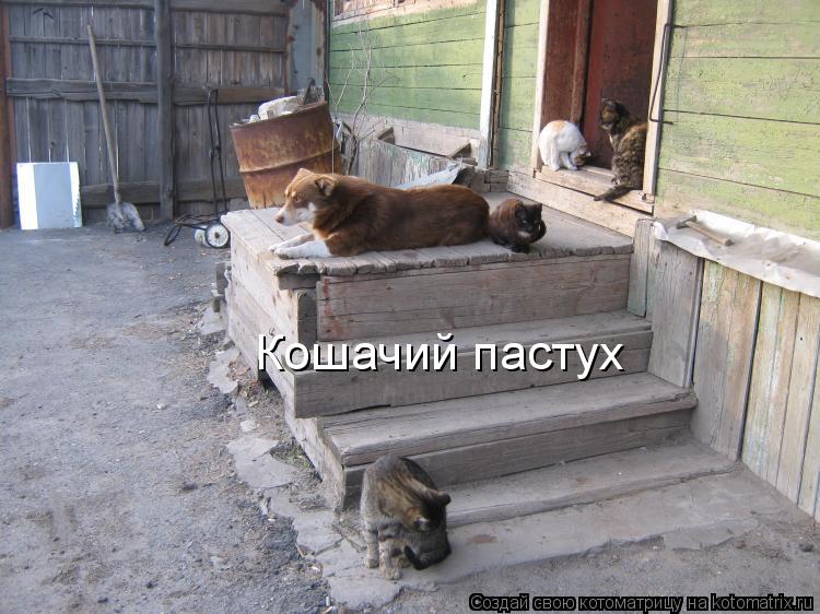 Котоматрица: Кошачий пастух