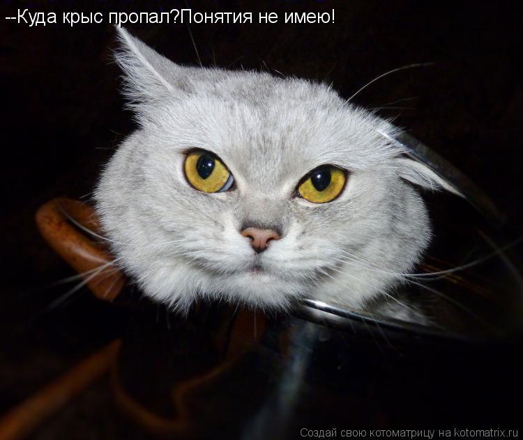 Котоматрица: --Куда крыс пропал?Понятия не имею!