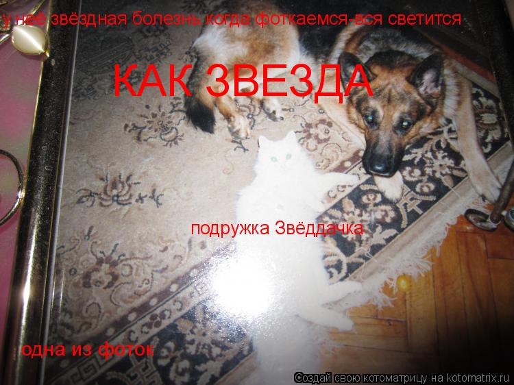 подружка Звёддачка у неё звёздная болезнь.когда фоткаемся-вся светится КАК ЗВЕЗДА одна из фоток... Котоматрица: подружка Звёддачка у неё звёздная болезнь.когда фоткаемся-вся светится КАК ЗВЕЗДА одна из фоток