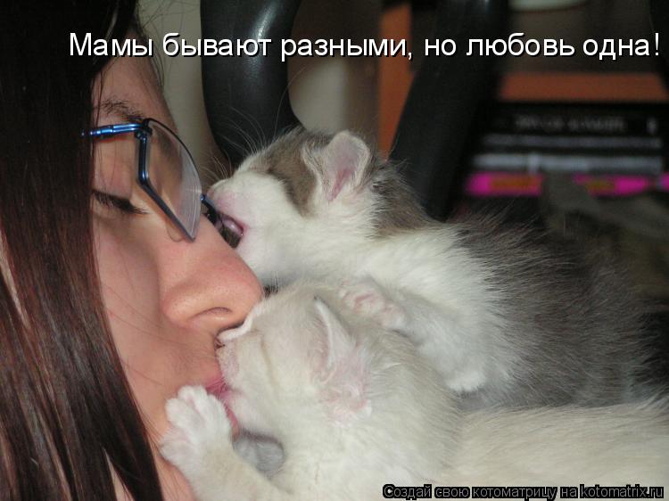 Мамы бывают разными, но любовь одна!... Котоматрица: Мамы бывают разными, но любовь одна!