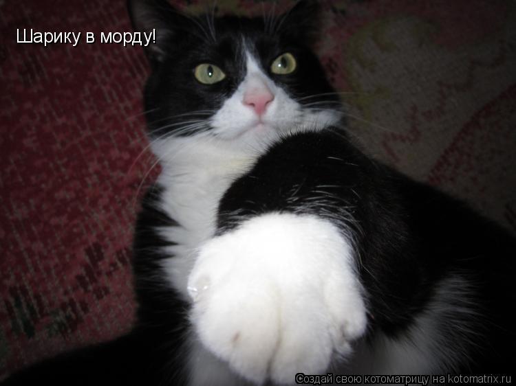 Шарику в морду!... Котоматрица: Шарику в морду!