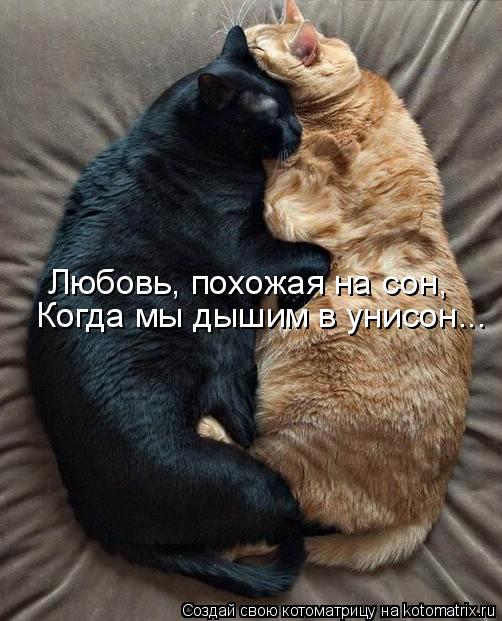 Любовь, похожая на сон, Когда мы дышим в унисон...... Котоматрица: Любовь, похожая на сон, Когда мы дышим в унисон...