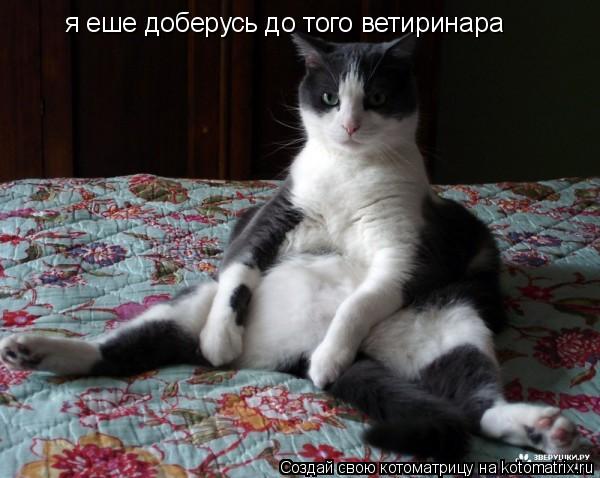 Котоматрица: я еше доберусь до того ветиринара