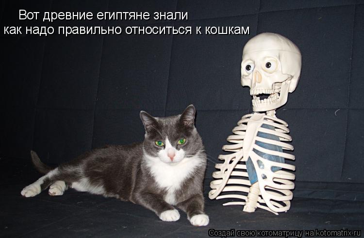 Вот древние египтяне знали как надо правильно относиться к кошкам... Котоматрица: Вот древние египтяне знали как надо правильно относиться к кошкам